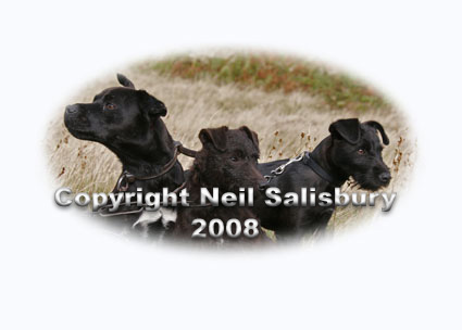 Terriers